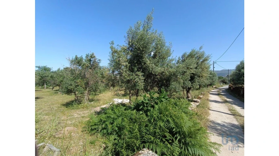 Terreno para Venda em Moimenta da Serra e Vinhó Foto 9