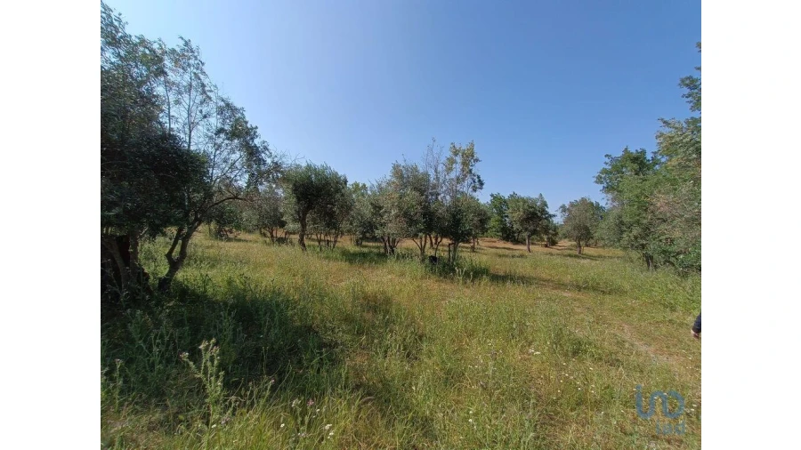 Terreno para Venda em Moimenta da Serra e Vinhó Foto 11