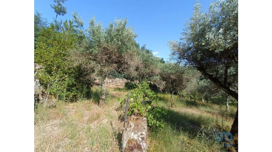 Terreno para Venda em Moimenta da Serra e Vinhó Foto 15