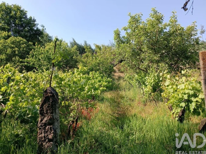 Terreno para Venda em Moimenta da Serra e Vinhó Foto 20