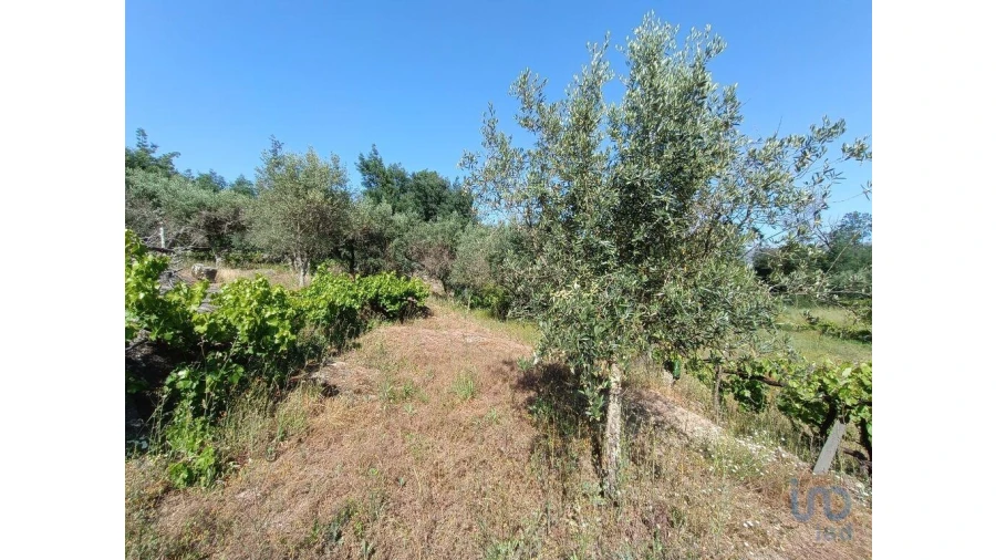 Terreno para Venda em Moimenta da Serra e Vinhó Foto 5