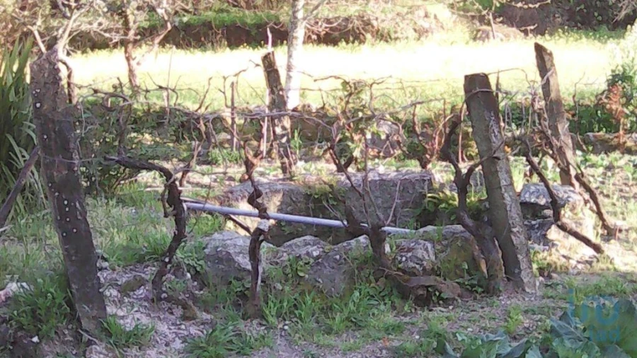 Terreno para Venda em Moimenta da Serra e Vinhó Foto 4