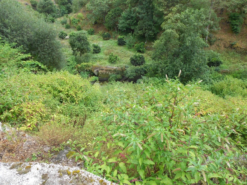 Terreno para Venda em Termas de São Vicente Foto 49