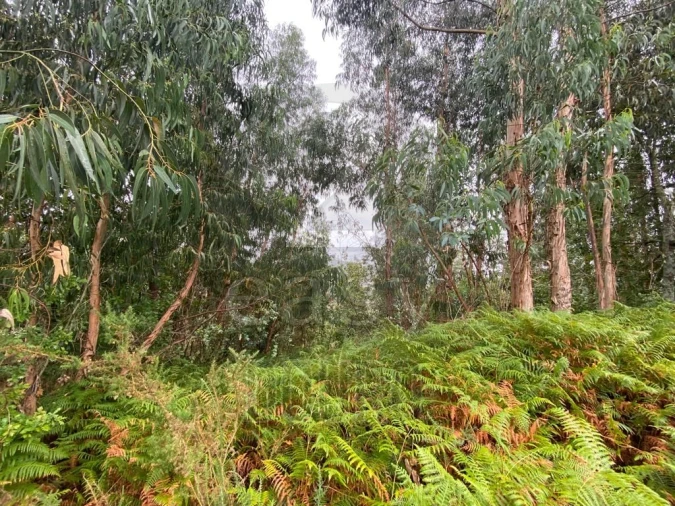 Terreno para Venda em Termas de São Vicente Foto 9