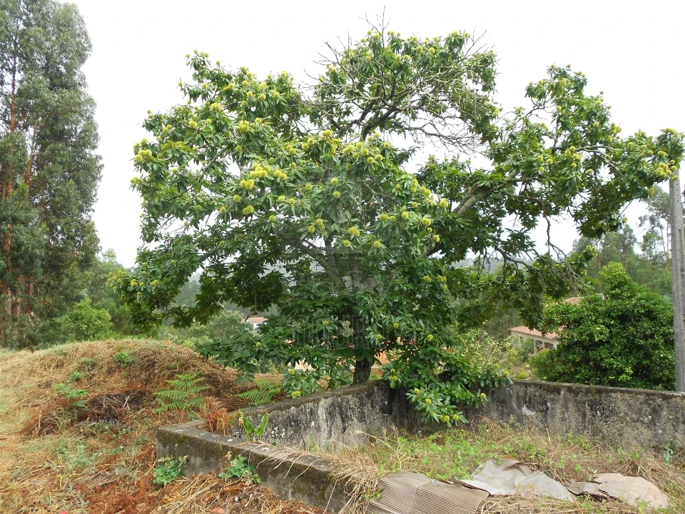 Terreno para Venda em Termas de São Vicente Foto 5