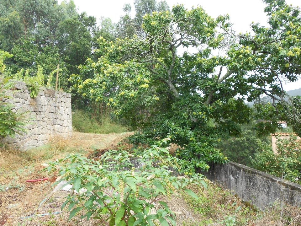 Terreno para Venda em Termas de São Vicente Foto 14