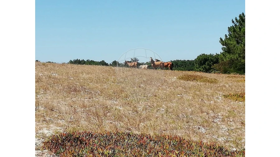 Terreno para Venda em Sines Foto 7