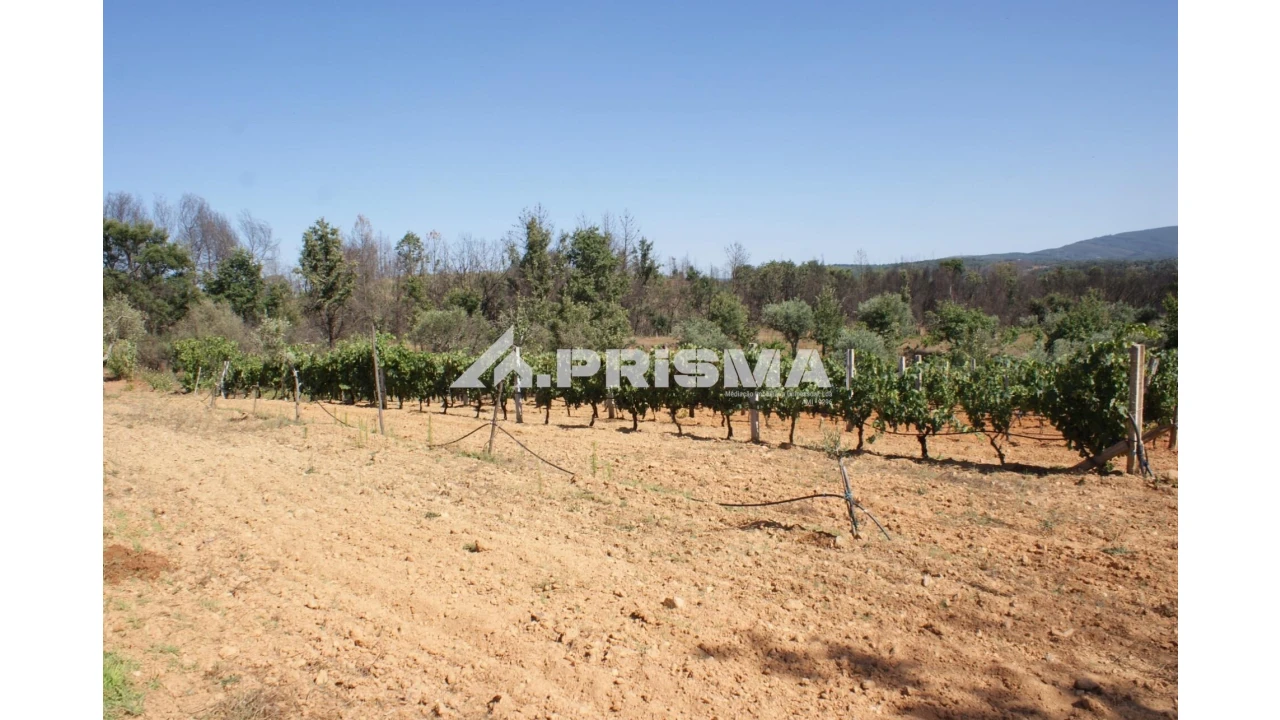 Quinta para Venda em Pero Viseu Foto 20