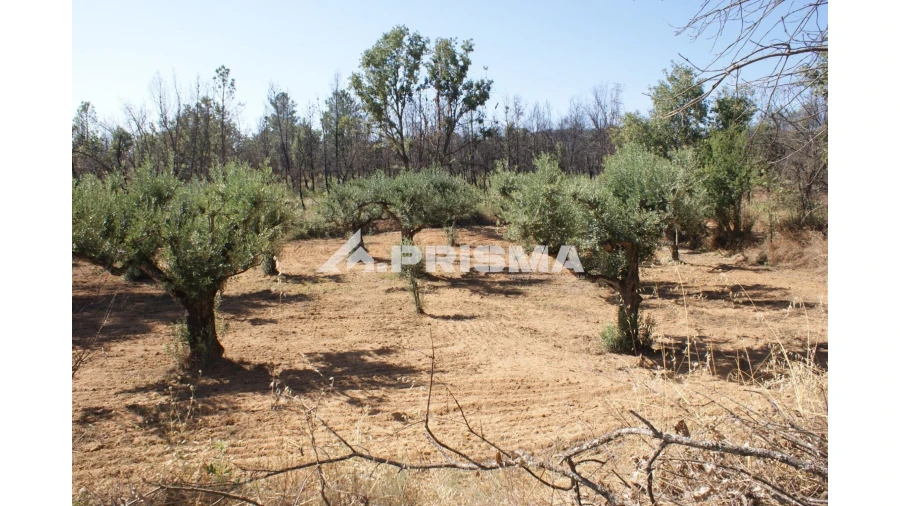 Quinta para Venda em Pero Viseu Foto 22