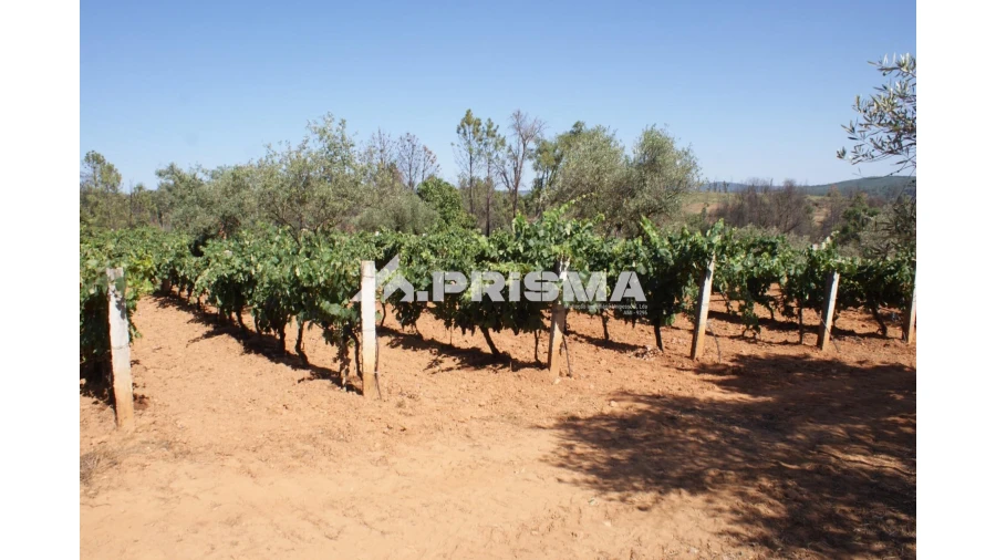 Quinta para Venda em Pero Viseu Foto 1