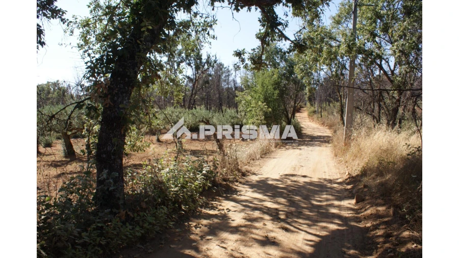 Quinta para Venda em Pero Viseu Foto 9