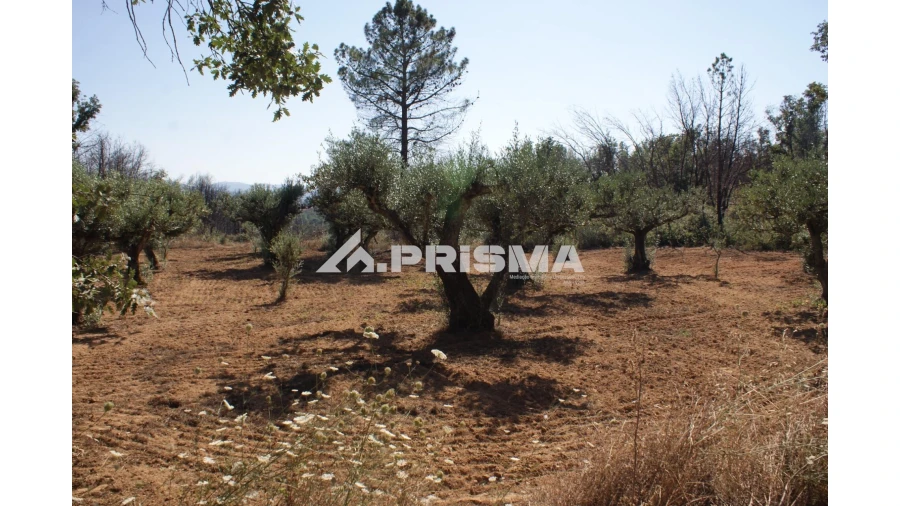 Quinta para Venda em Pero Viseu Foto 5