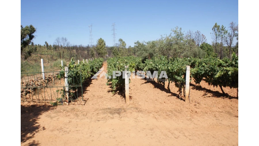 Quinta para Venda em Pero Viseu Foto 12