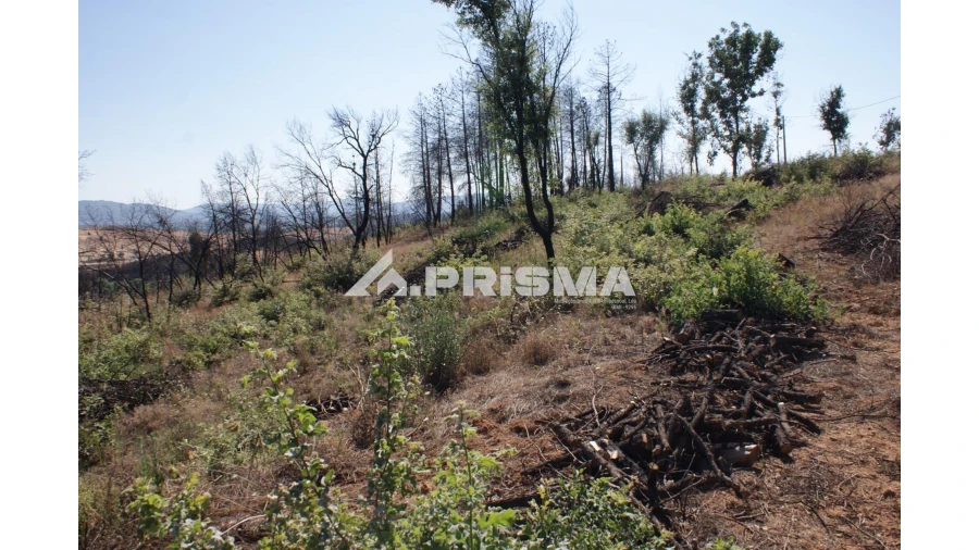 Quinta para Venda em Pero Viseu Foto 8