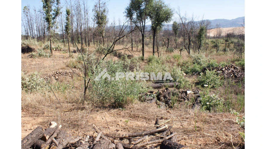 Quinta para Venda em Pero Viseu Foto 7