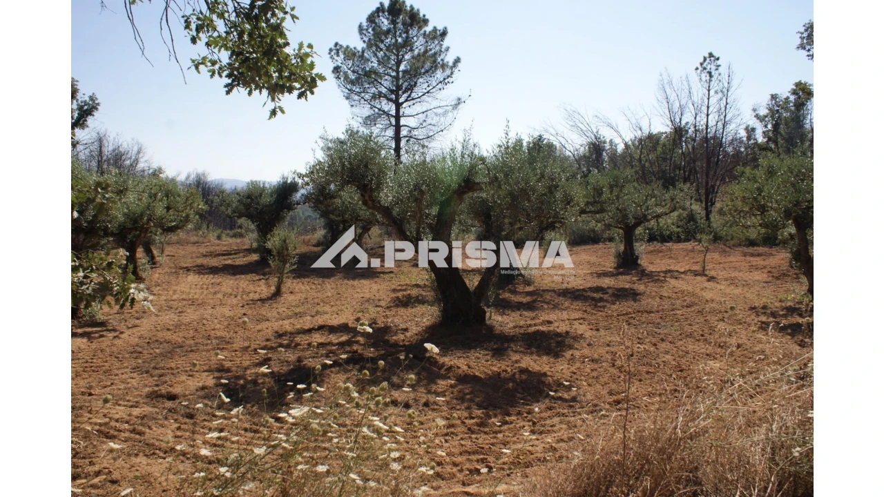 Quinta para Venda em Pero Viseu Foto 23