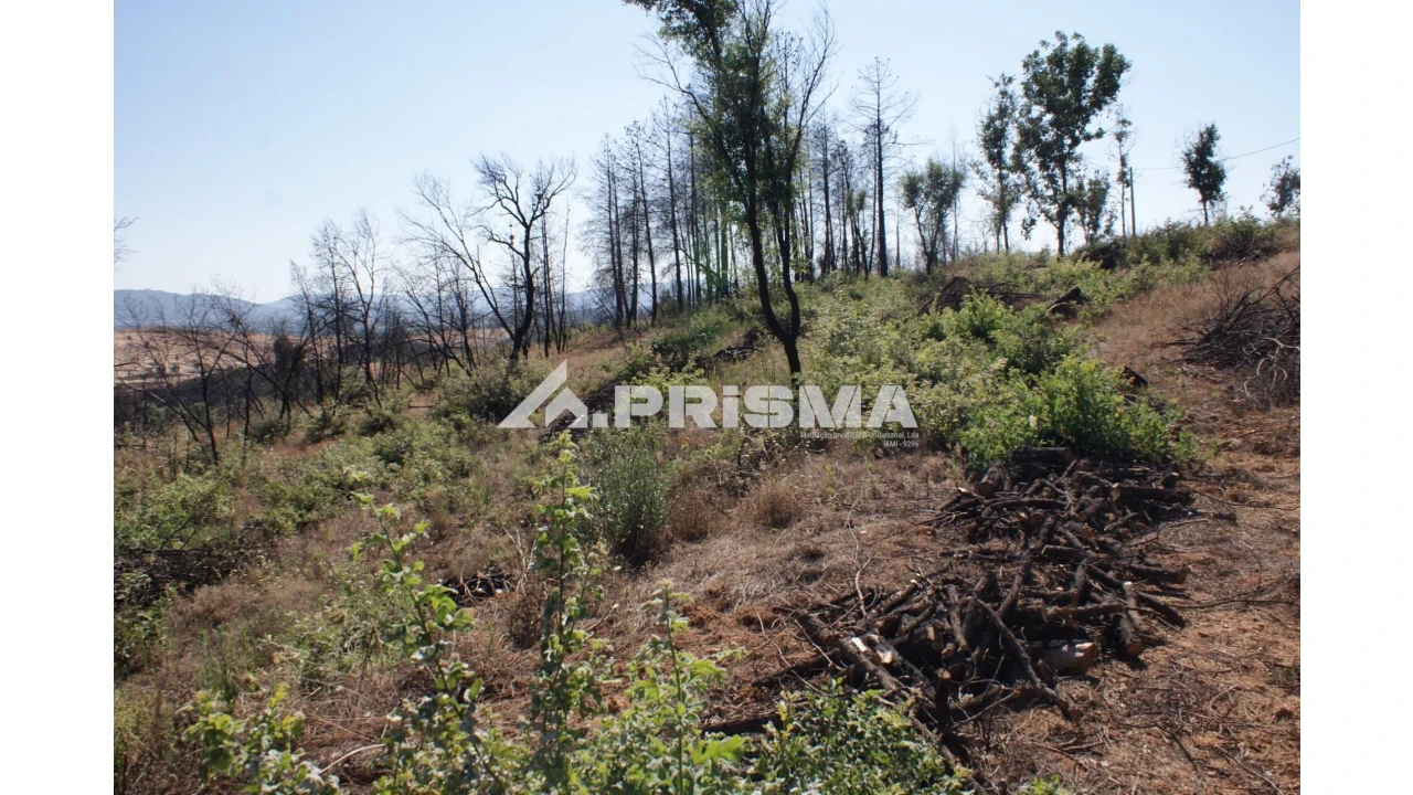 Quinta para Venda em Pero Viseu Foto 8