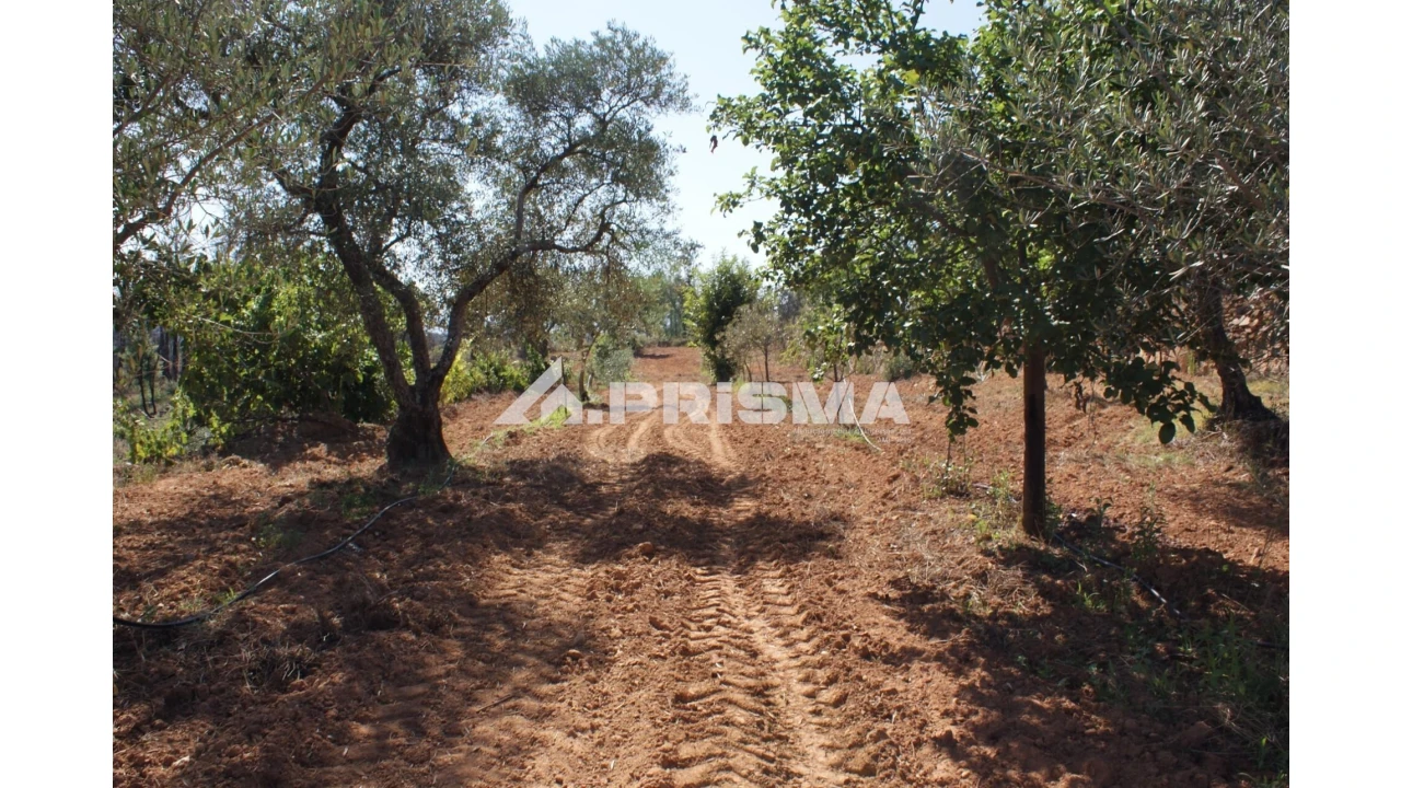 Quinta para Venda em Pero Viseu Foto 16