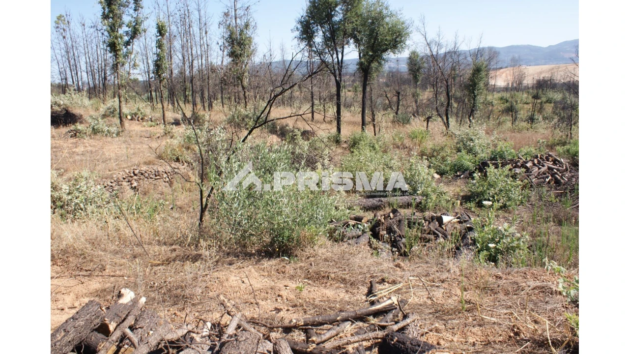 Quinta para Venda em Pero Viseu Foto 7