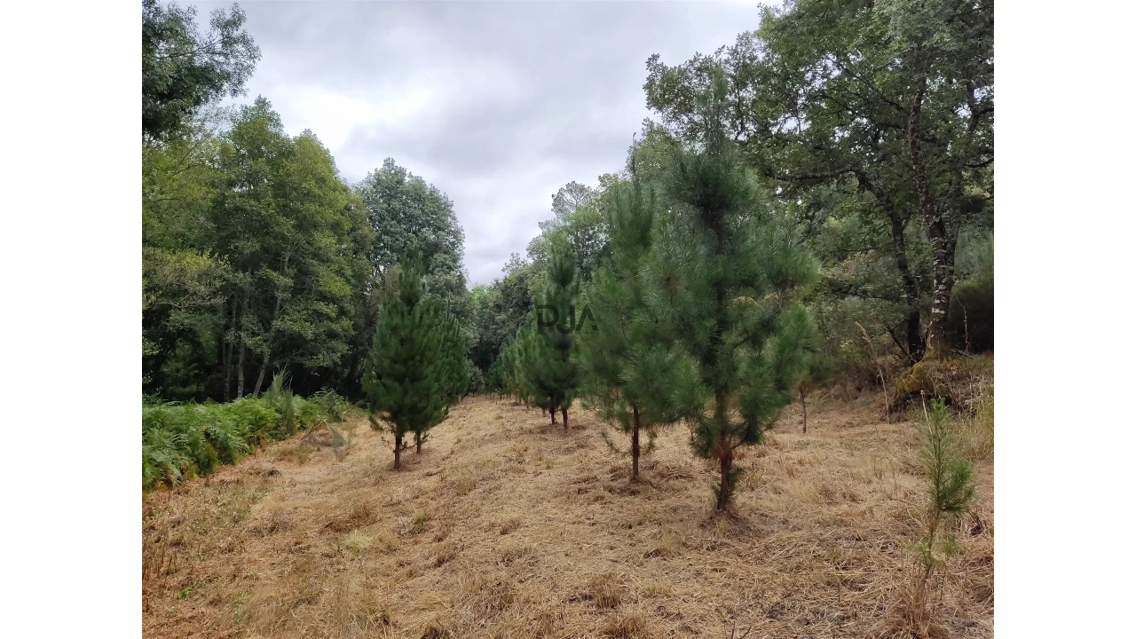 Quinta T0 para Venda em Castelo de Penalva Foto 13