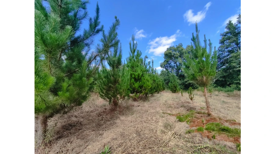 Quinta T0 para Venda em Castelo de Penalva Foto 8