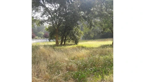 Terreno para Venda em Paranhos