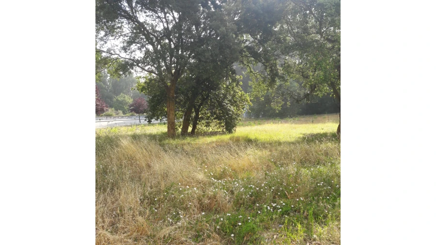 Terreno para Venda em Paranhos Foto 11