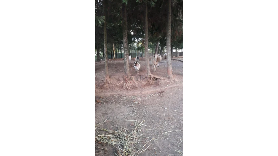 Quinta T3 para Venda em Oldrões