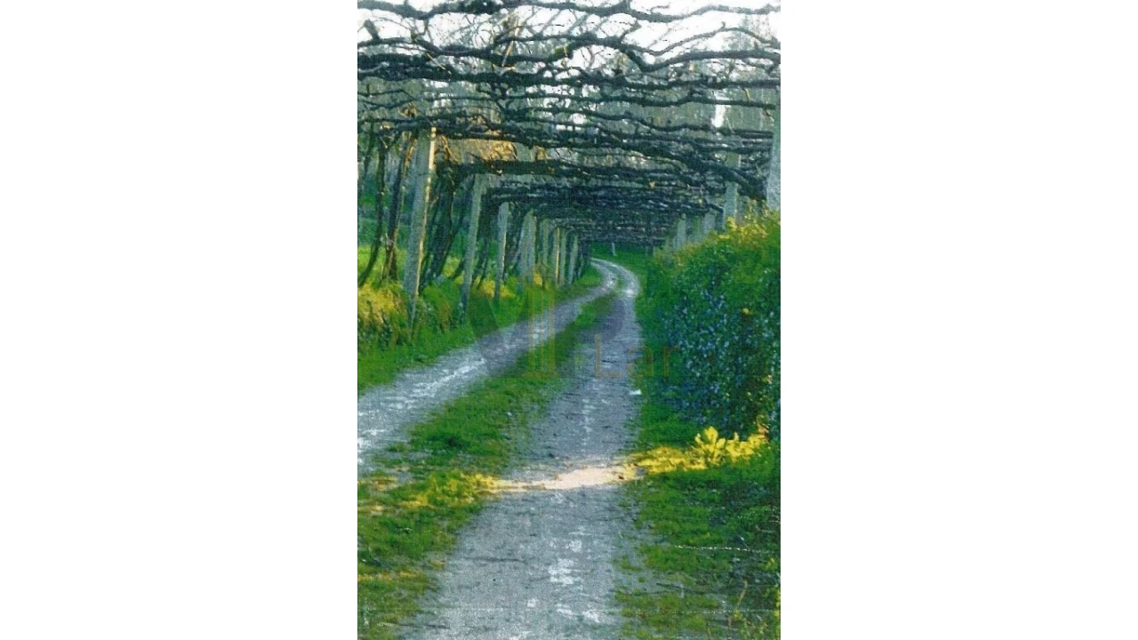 Quinta T5 para Venda em Penafiel Foto 4