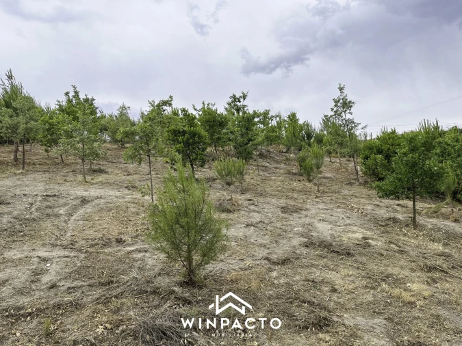 Terreno Misto para Venda em Mangualde, Mesquitela e Cunha Alta Foto 8
