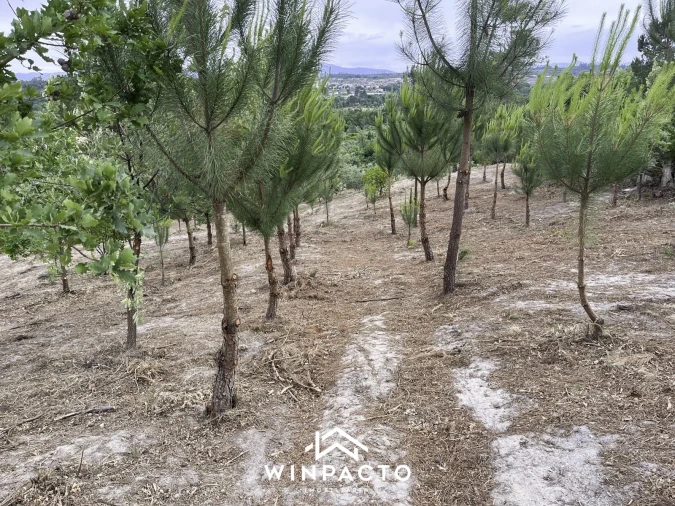 Terreno Misto para Venda em Mangualde, Mesquitela e Cunha Alta Foto 7