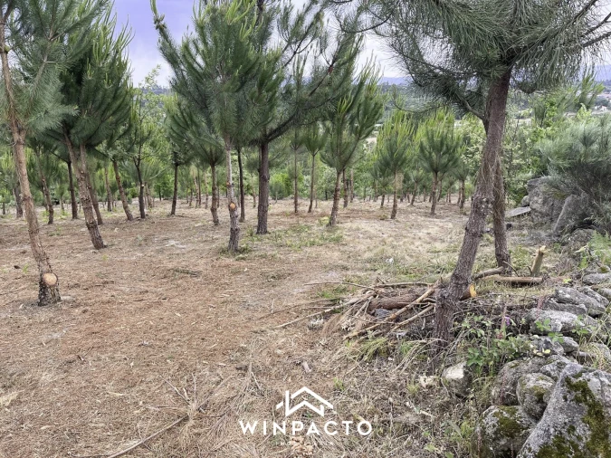 Terreno Misto para Venda em Mangualde, Mesquitela e Cunha Alta Foto 3