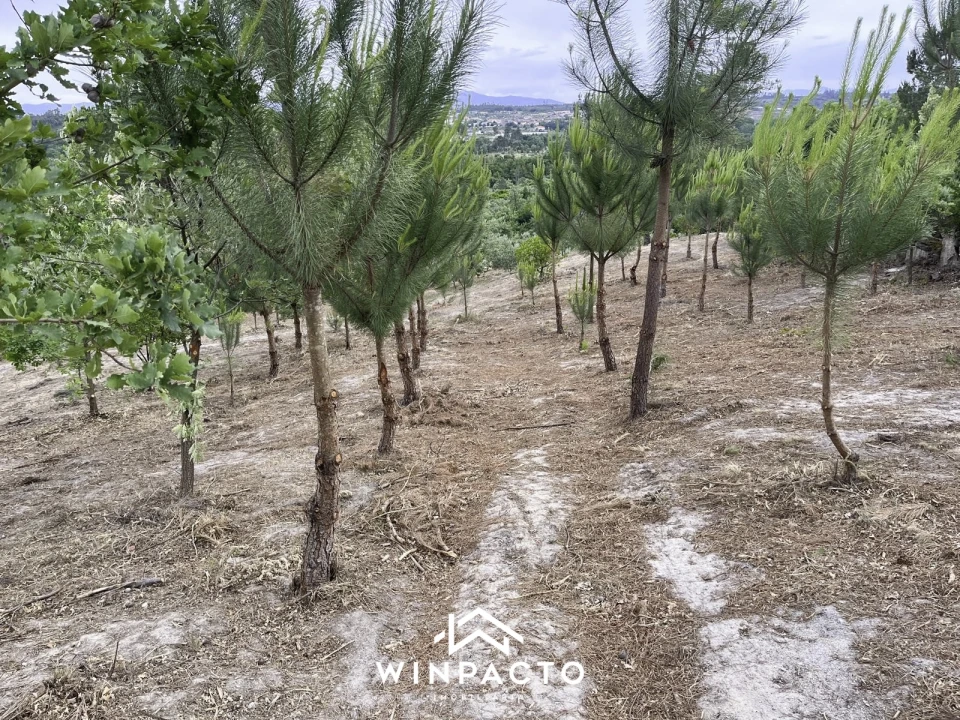 Terreno Misto para Venda em Mangualde, Mesquitela e Cunha Alta Foto 7