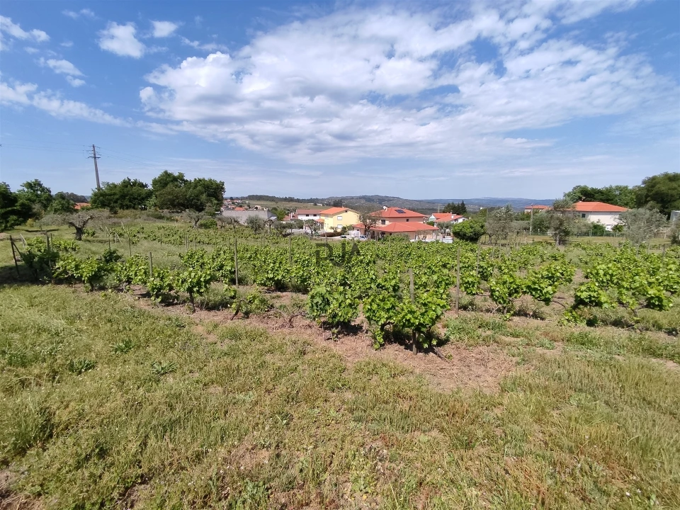 Quinta T0 para Venda em Sezures Foto 8