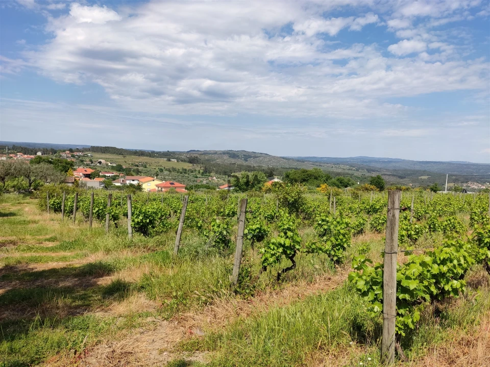 Quinta T0 para Venda em Sezures Foto 12