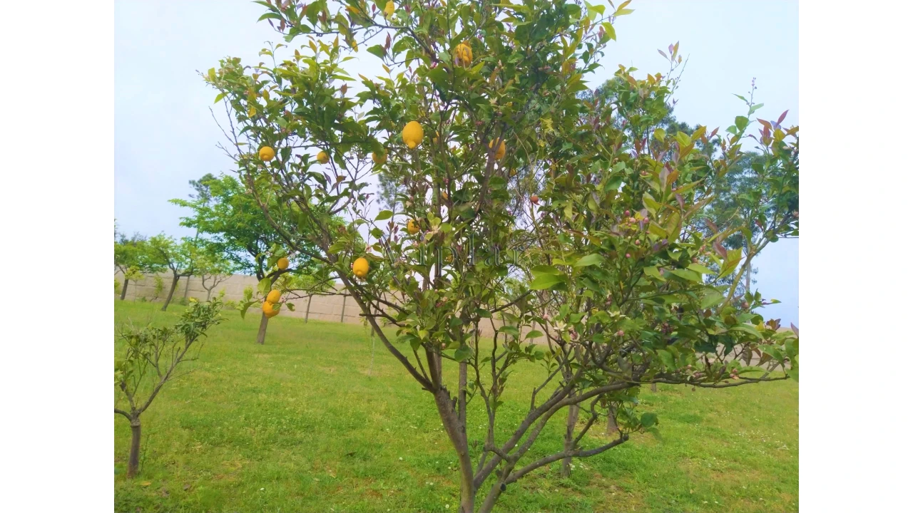 Moradia T6 para Venda em Valongo Foto 16