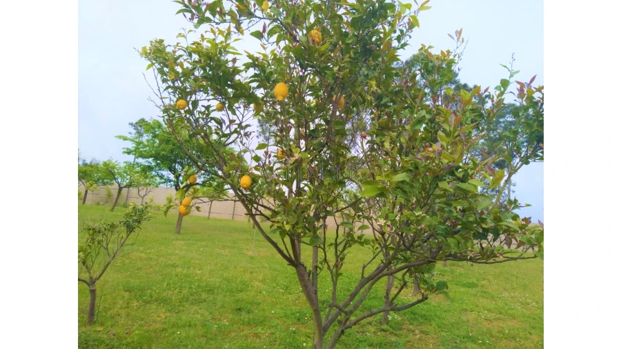 Moradia T6 para Venda em Valongo Foto 16