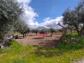Quinta T5 para Venda em Castelo Branco