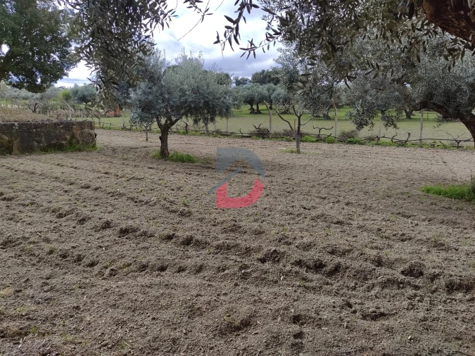 Quinta T5 para Venda em Castelo Branco Foto 26