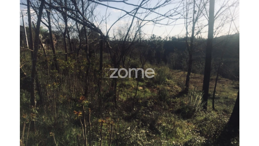 Terreno para Venda em Côja e Barril de Alva Foto 16