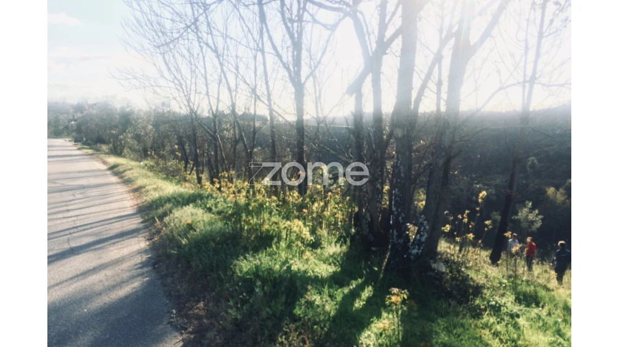 Terreno para Venda em Côja e Barril de Alva Foto 15