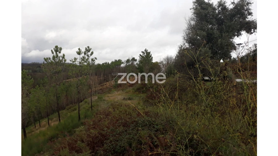 Terreno para Venda em Côja e Barril de Alva Foto 4