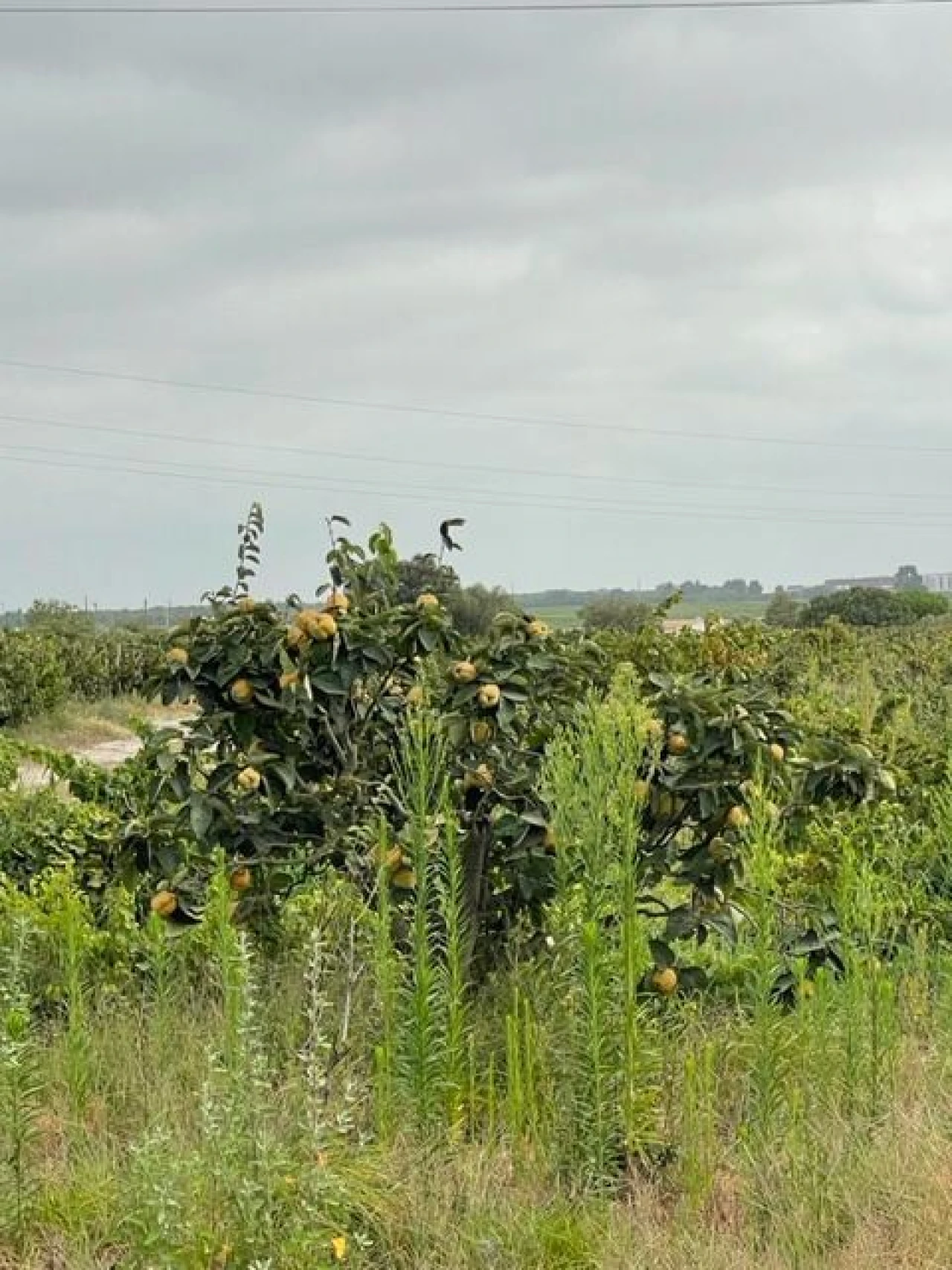 Quinta T3 para Venda em Poceirão e Marateca Foto 8