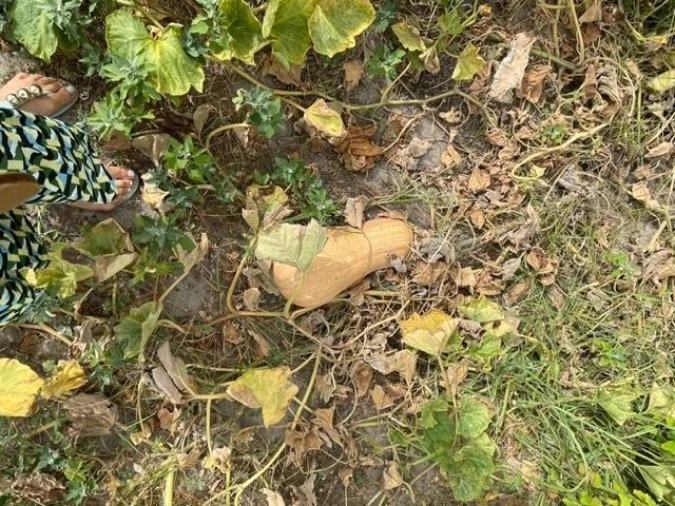 Quinta T3 para Venda em Poceirão e Marateca Foto 7