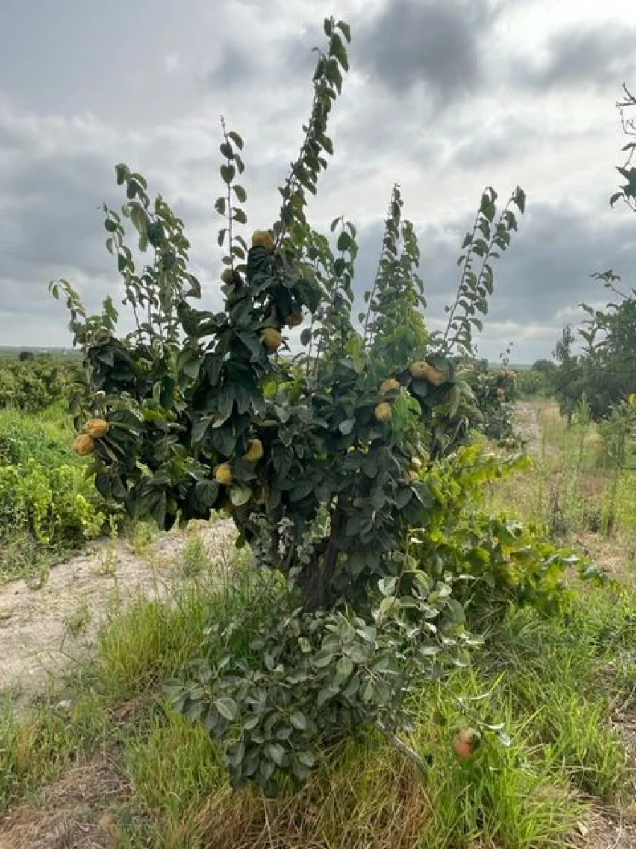 Quinta T3 para Venda em Poceirão e Marateca Foto 14