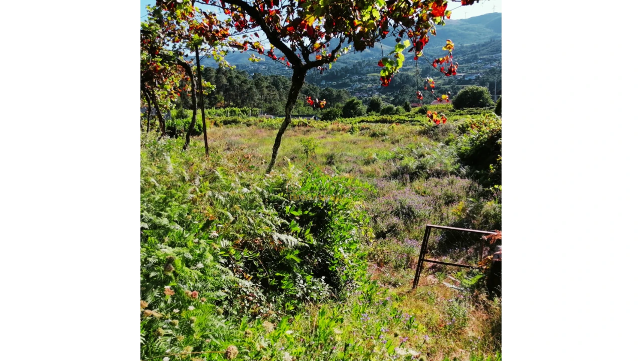 Moradia para Venda em Monção e Troviscoso Foto 23