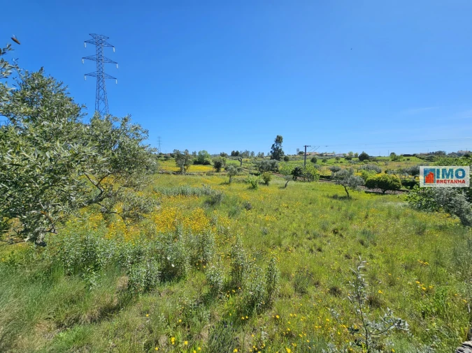 Terreno Agricola ou Rústico para Venda em Sarnadas de Rodão Foto 6