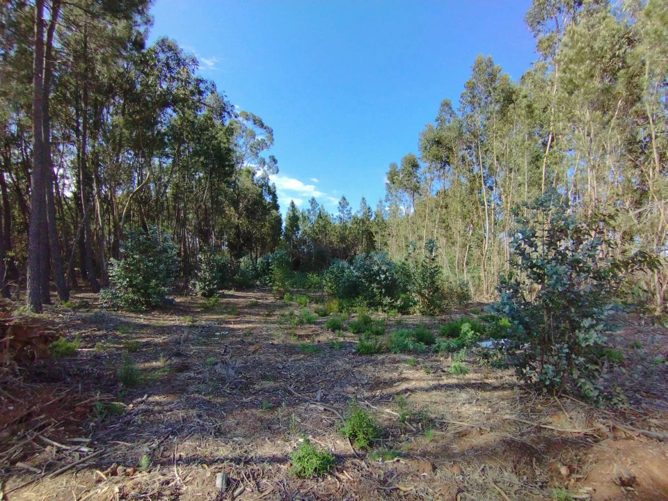 Terreno Agricola ou Rústico para Venda em Enxames Foto 6