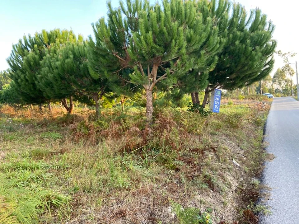 Terreno para Venda em Souto da Carpalhosa e Ortigosa Foto 2