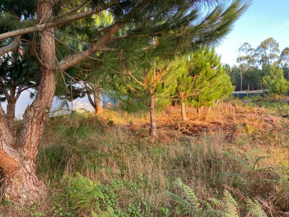 Terreno para Venda em Souto da Carpalhosa e Ortigosa Foto 4